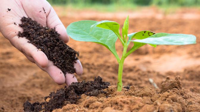 Cara Membuat Pupuk Organik Yang Mudah Bisa Gunakan Sampah Rumah Tangga Hot Liputan6 Com