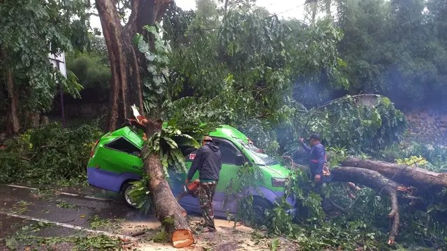 Pohon Tumbang Timpa Angkot Hingga Ringsek di Bogor