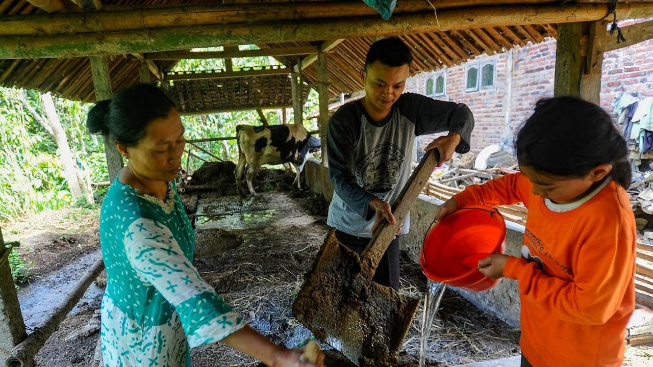 Untuk menciptakan biogas, warga mengambil dan memasukkan kotoran sapi perah ke dalam sebuah reaktor agar menghasilkan biogas sebagai pengganti gas elpiji untuk kebutuhan rumah tangga.