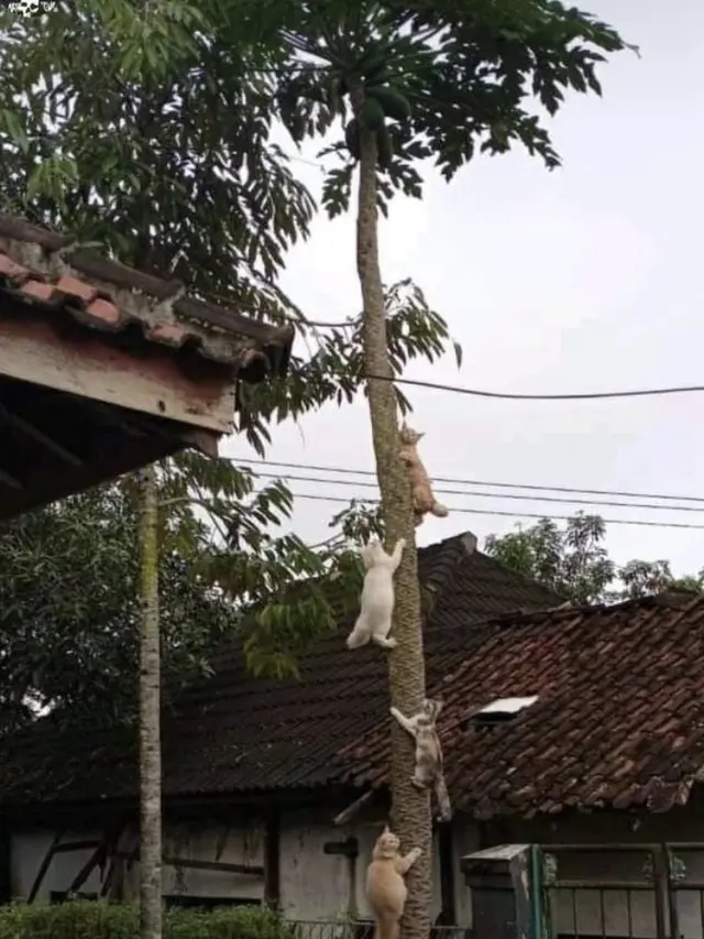 6 Hadiah Panjat Pinang Ini Curi Perhatian, Bikin Ingin Ikut Lomba