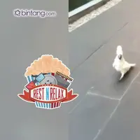 Burung Lucu yang Bersiul Suara Anjing