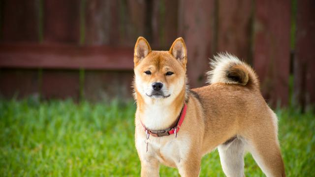Shiba Inu