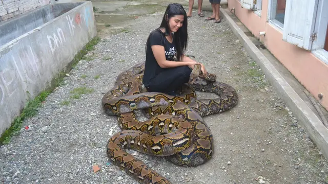 Ular piton raksasa ternyata tak kalah cantik dengan model. (Liputan6.com/Muhamad Ridlo)