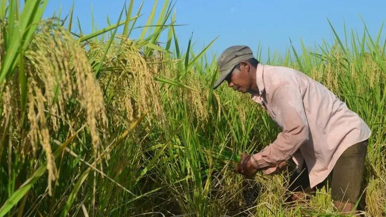 Jelaskan Definisi dari Food Estate Secara Luas