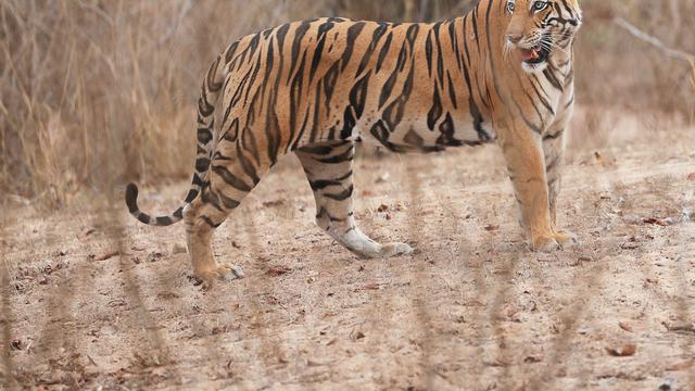 Bandhavgarh National Park
