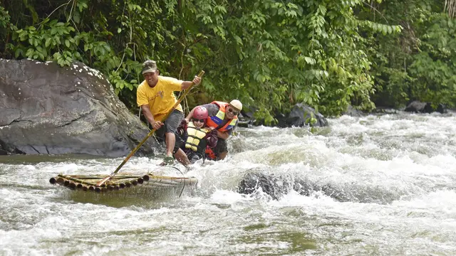 Arum Jeram Rakit Bambu.