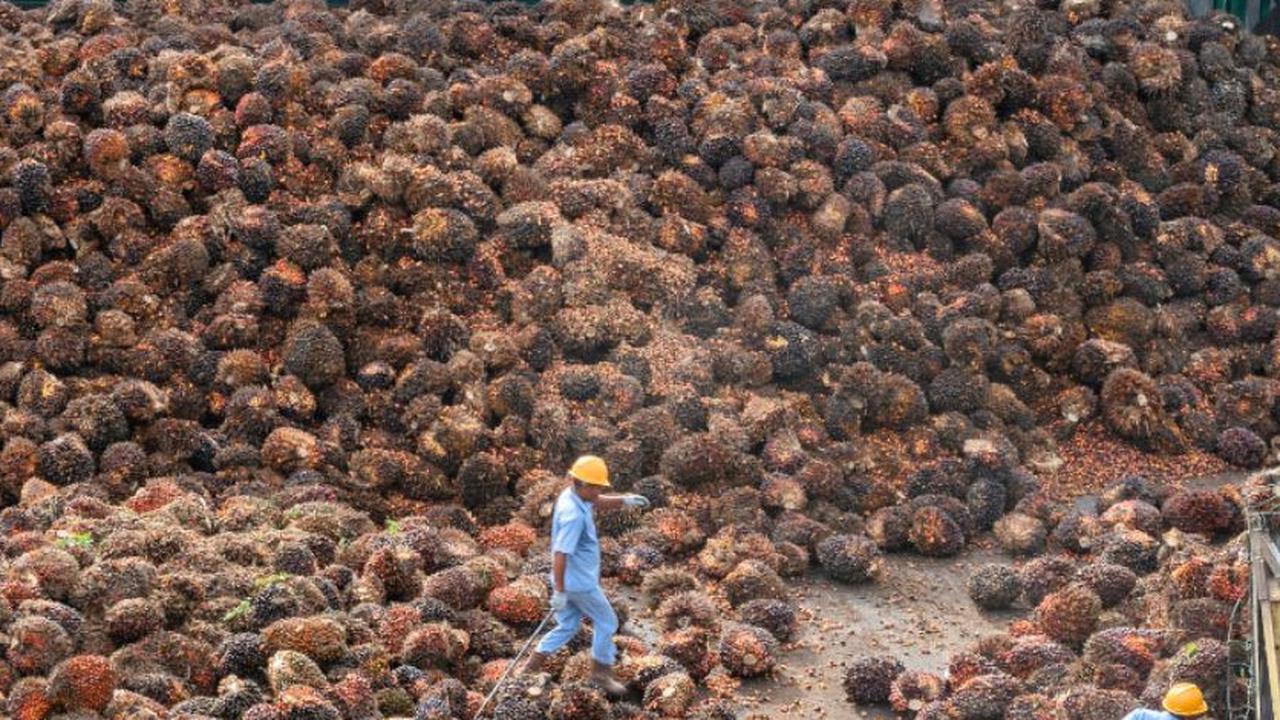 Narkoba Marak di Kalangan Pekerja Sawit, Tanda Sawit Ada yang Ditukar dengan Sabu