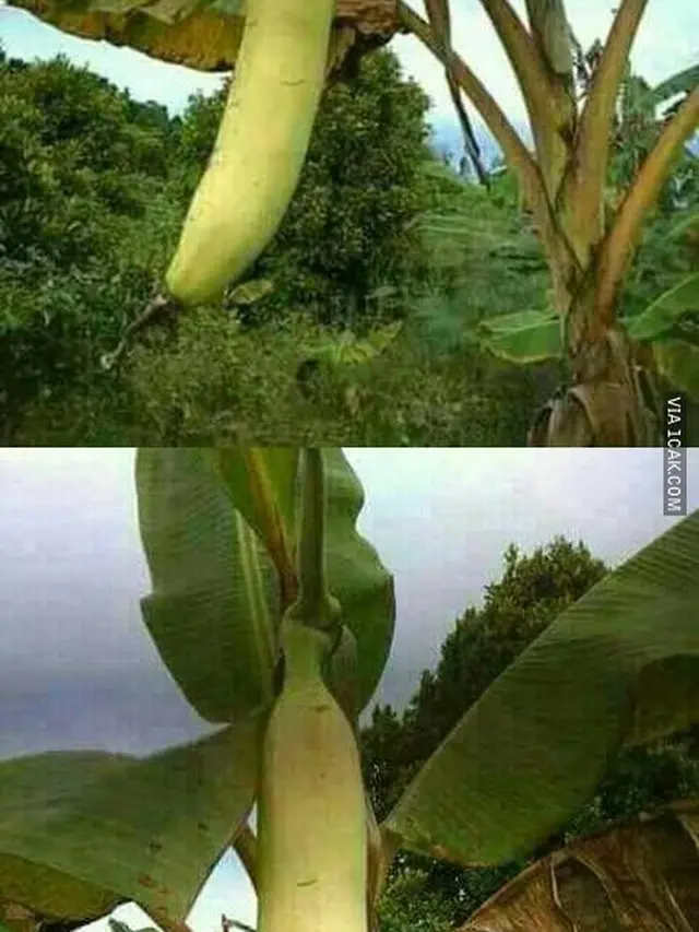 6 Potret Panen Pisang Ini Jadi Sorotan, Rezeki Melimpah