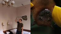Kisah Viral Sejoli Didatangi 200-an Ekor Kelelawar di Kamar Hotel (Sumber: India Times, pexels-miriam-fischer)
