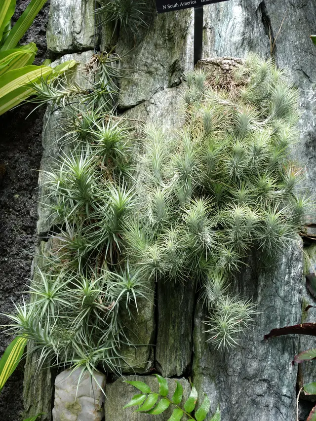 Tanaman Hias yang Bentuknya Mirip Miniatur Pohon di Rumah