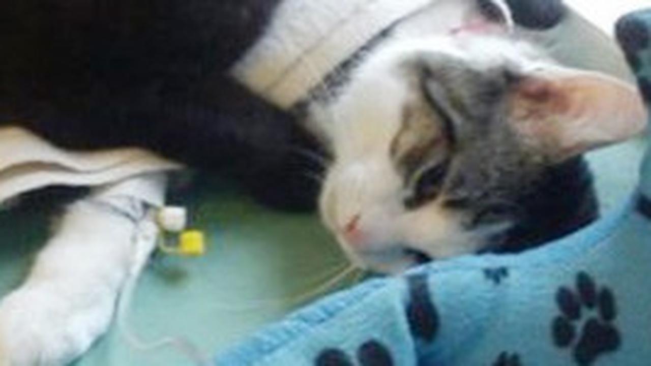 Kucing Pilek? Kenali Tanda-Tanda dan Cara Mengobatinya