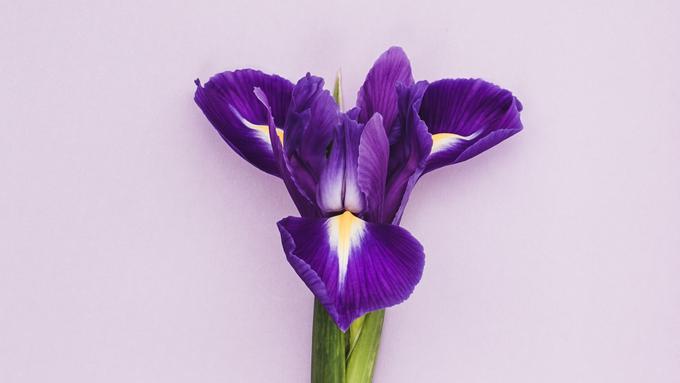 Gambar Bunga Iris - Koleksi Gambar Bunga