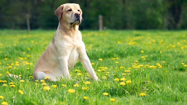 Labrador Retriever
