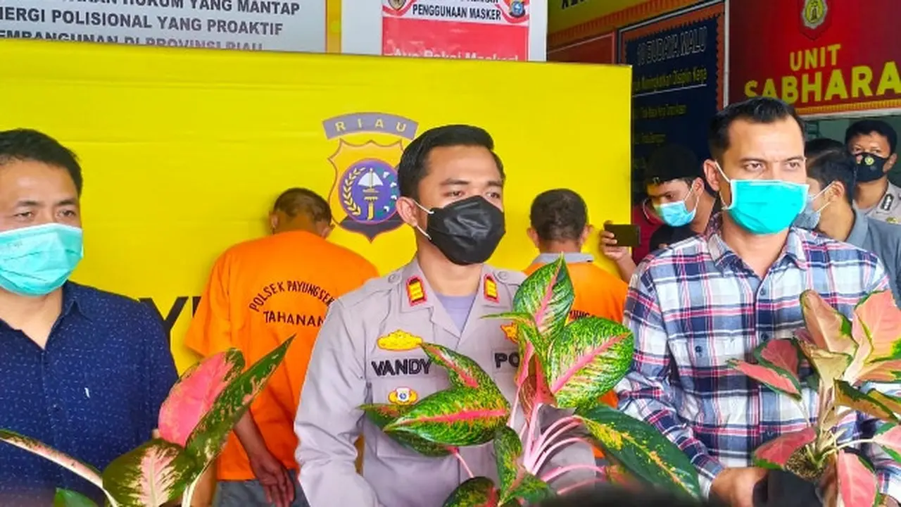Kepala Polsek Payung Sekaki, Pekanbaru, memegang barang bukti pencurian tanaman hias.