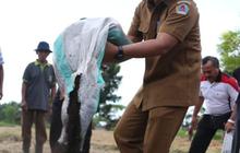 50 Ton Pupuk Organik Hasil Metode Osaki Jepang Dibagikan ke Petani Klungkung Bali