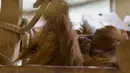 Bayi orangutan berada di pelukan induknya Putri, di kandang mereka di Kebun Binatang Amneville di Amneville, Prancis timur pada 28 Januari 2022. Sang induk, Putri, melahirkan enam tahun lalu setelah bayi terakhirnya, Tupai, lahir. (JEAN-CHRISTOPHE VERHAEGEN / AFP)