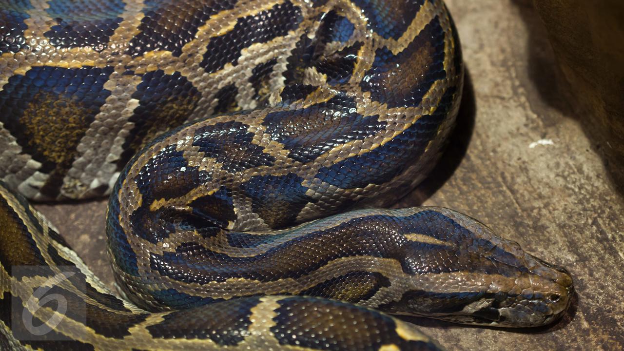 Ular Piton