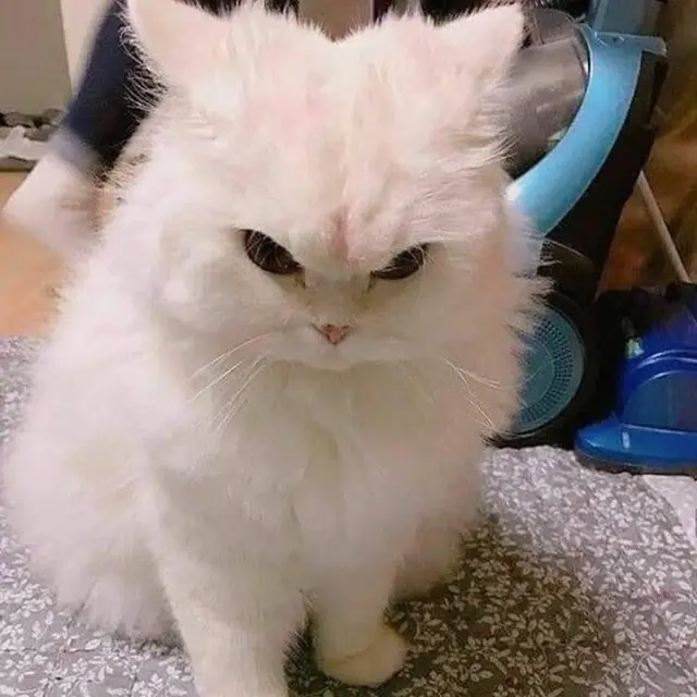 kucing berwajah galak
