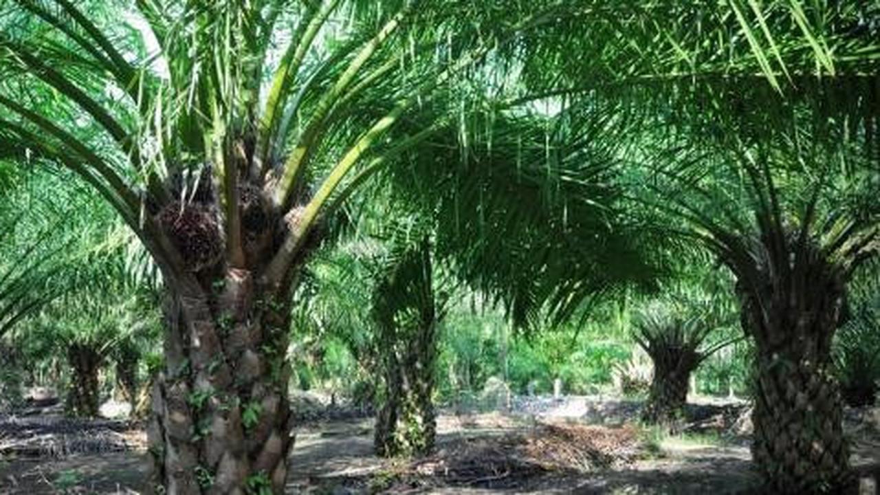 Harga jual minyak turun, laba Astra Agro Lestari tergerus