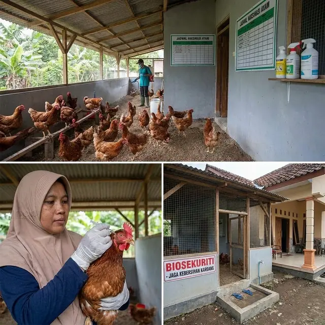Manajemen lingkungan beternak ayam agar menghasilkan telur banyak di rumah (Gemini AI)