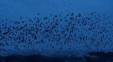 Burung Jalak terbang di langit Roma, Italia (20/12/2019). Burung jalak kerap terbang secara bergerombol dalam formasi yang sangat indah di langit. (AFP Photo/Tiziana Fabi)