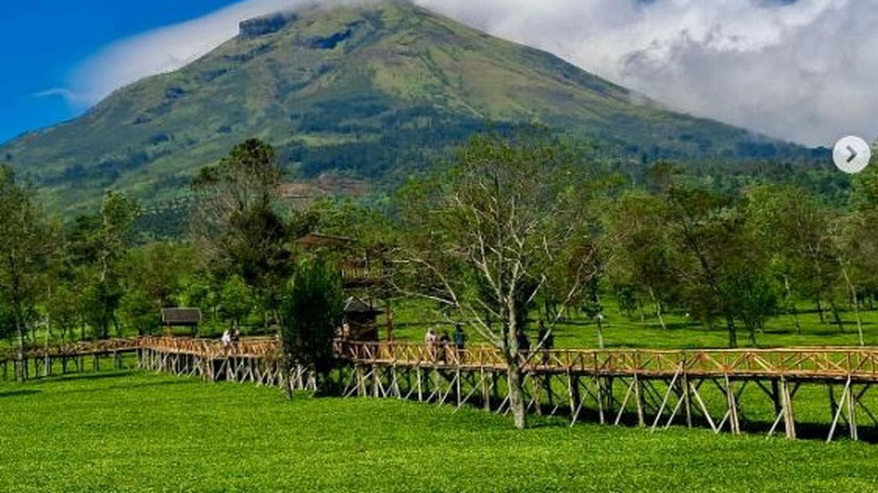 Pesona Kebun Teh Sikatok, Wisata Edukatif di Lereng Gunung Sindoro dan Surga Bagi Pecinta Fotografi