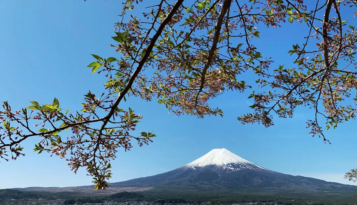 Gunung Fuji terlihat dari pinggiran kota Fujiyoshida, prefektur Yamanashi, Jepang, pada Kamis (22/4/021). Gunung Fuji, yang terletak di perbatasan antara Prefektur Yamanashi dan Prefektur Shizuoka, adalah gunung tertinggi di Jepang (3776 meter). (Behrouz MEHRI / AFP)