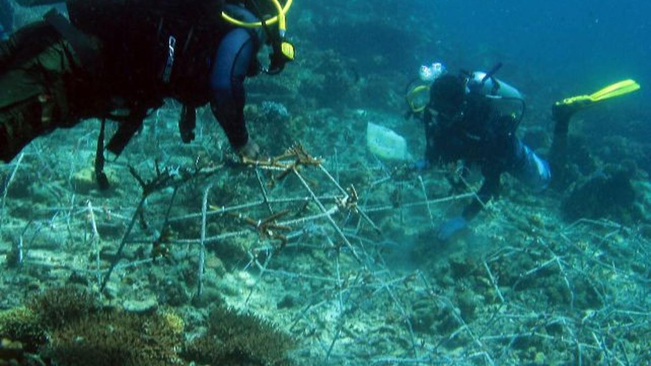 Sejumlah penyelam menanam fragmen karang di dasar laut Pulau Maratua. Transplantasi karang ini merupakan hasil kolaborasi BRI Peduli dan Kelompok Maratua Peduli Lingkungan.