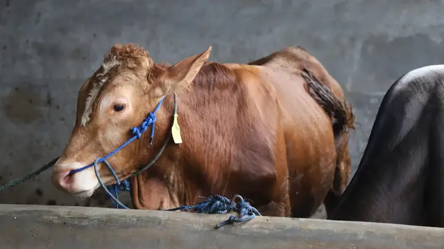 Sapi menjadi salah satu komoditas ternak yang kerap digunakan masyarakat Indonesia sebagai media hewan kurban selain domba, kambing dan kerbau. (Liputan6.com/Jayadi Supriadin)