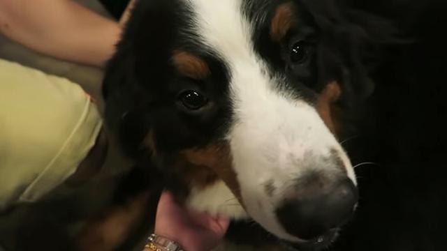 6 Momen Manis Shakira Anak Denada Jalan-Jalan Setelah 1 Tahun Dirawat