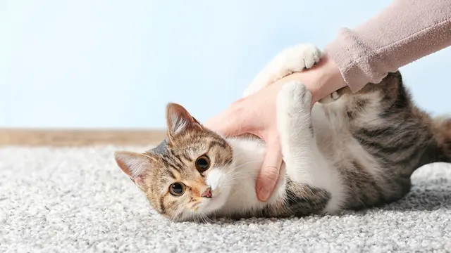 Ilustrasi kucing