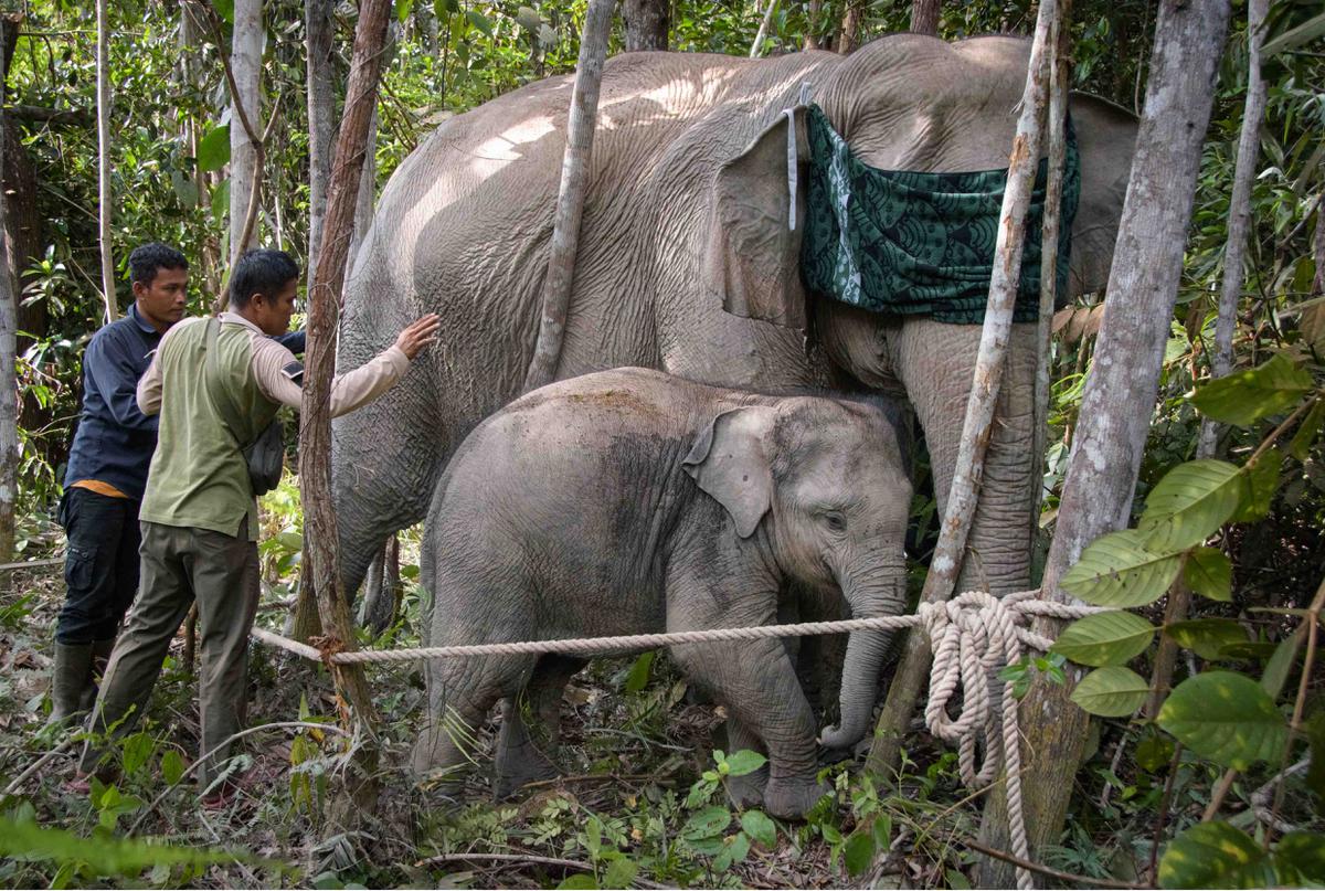 Gajah Sumatera