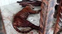 Bangkai Elsa, Harimau Sumatra yang ditemukan tewas di dalam kandang di Taman Wisata Alam Seblat Bengkulu. (Liputan6.com/Yuliardi Hardjo Putra) 
