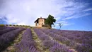 Pemandangan ladang lavender di Sale San Giovanni, Cuneo, Italia, 29 Juni 2021. Bunga lavender bermekaran menyajikan pemandangan yang indah. (MARCO BERTORELLO/AFP)