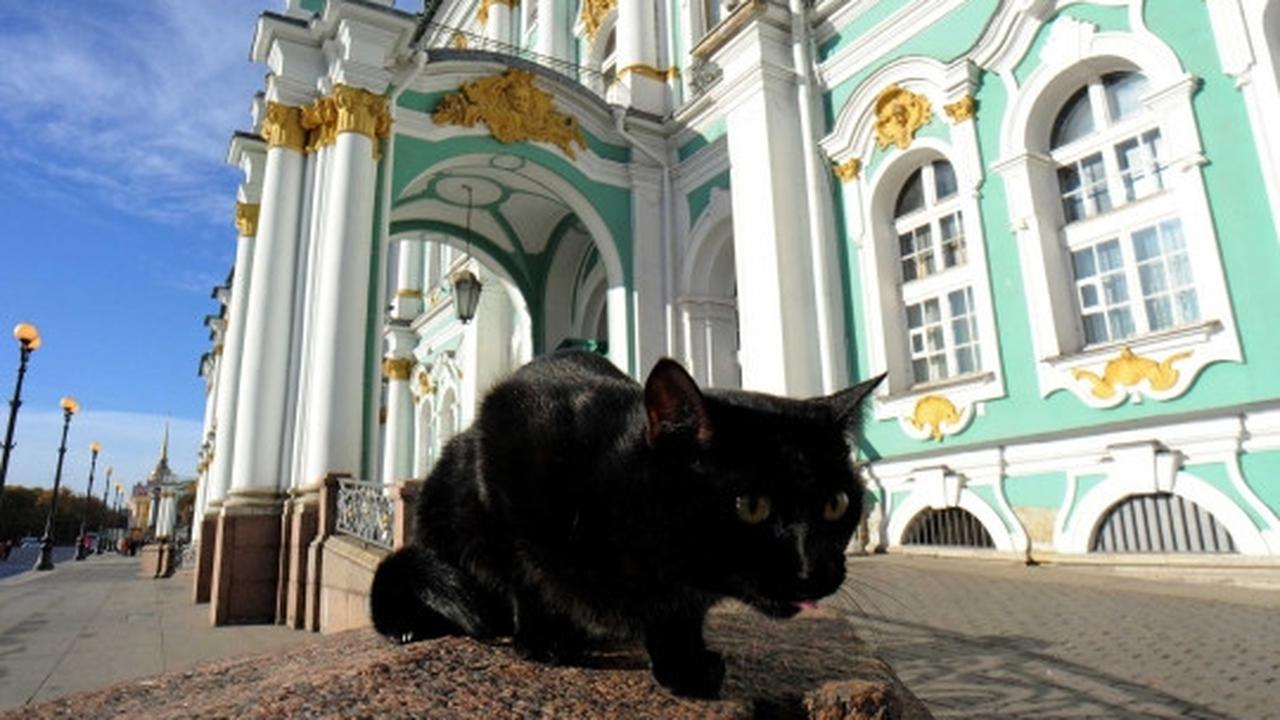 Intip aksi kucing-kucing penjaga museum di Rusia