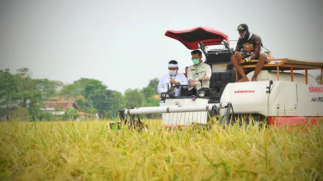 Daftar 10 Provinsi Penghasil Beras Tertinggi