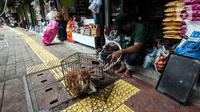 Pedagang memandingkan kucing di pasar hewan Barito, Kebayoran Lama, Jakarta, Selasa (25/10/2022). Sebanyak 85 kios kini telah memiliki 'wajah baru' dengan tempat yang higienis, mengutamakan estetika, dan suasana tenang sehingga para pembeli maupun penjual bisa merasa nyaman saat melakukan transaksi. (Liputan6.com/Johan Tallo)