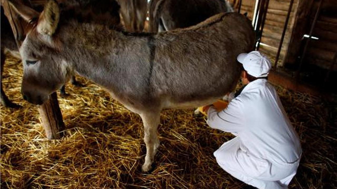 Keju keledai Serbia, keju termahal di dunia