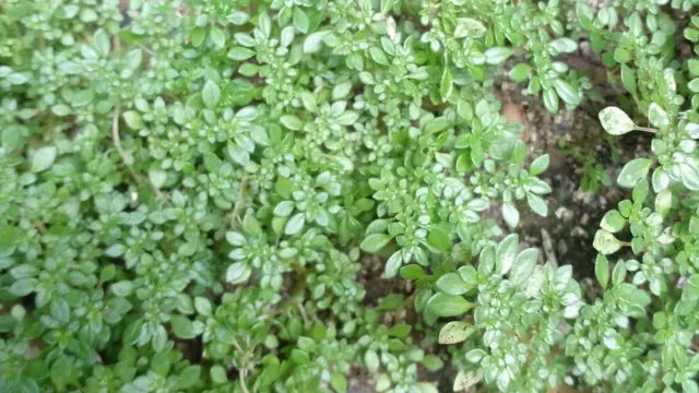 Rumput mutiara (Foto: Biodiversity Warriors)