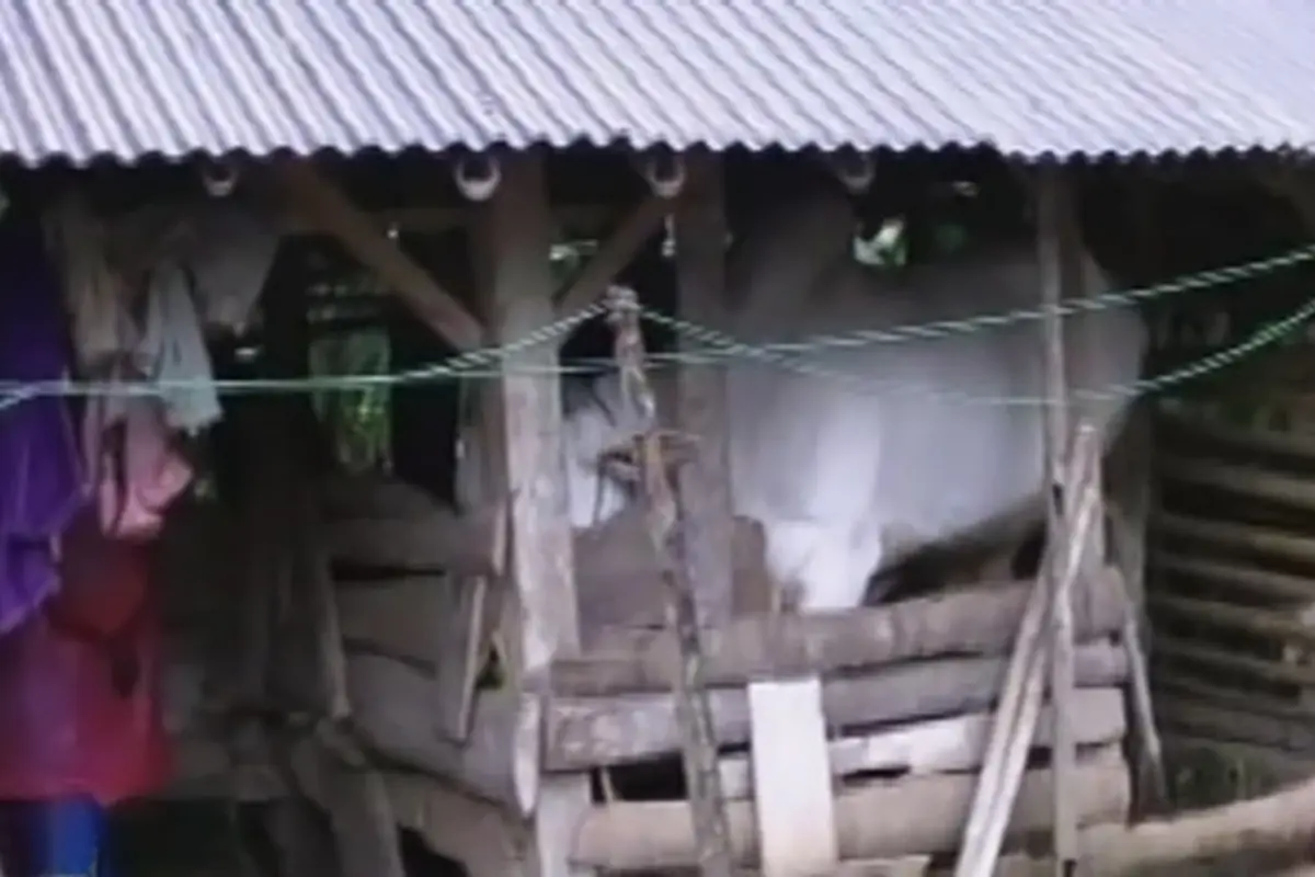 Patungan Sapi - Liputan6 Petang