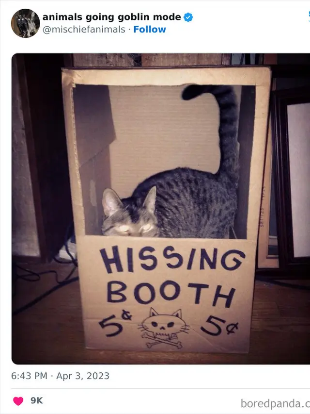 Kucing Mata Bersinar