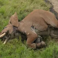  Sadis, Gajah Terlangka di Afrika Dibunuh dengan Panah Beracun 