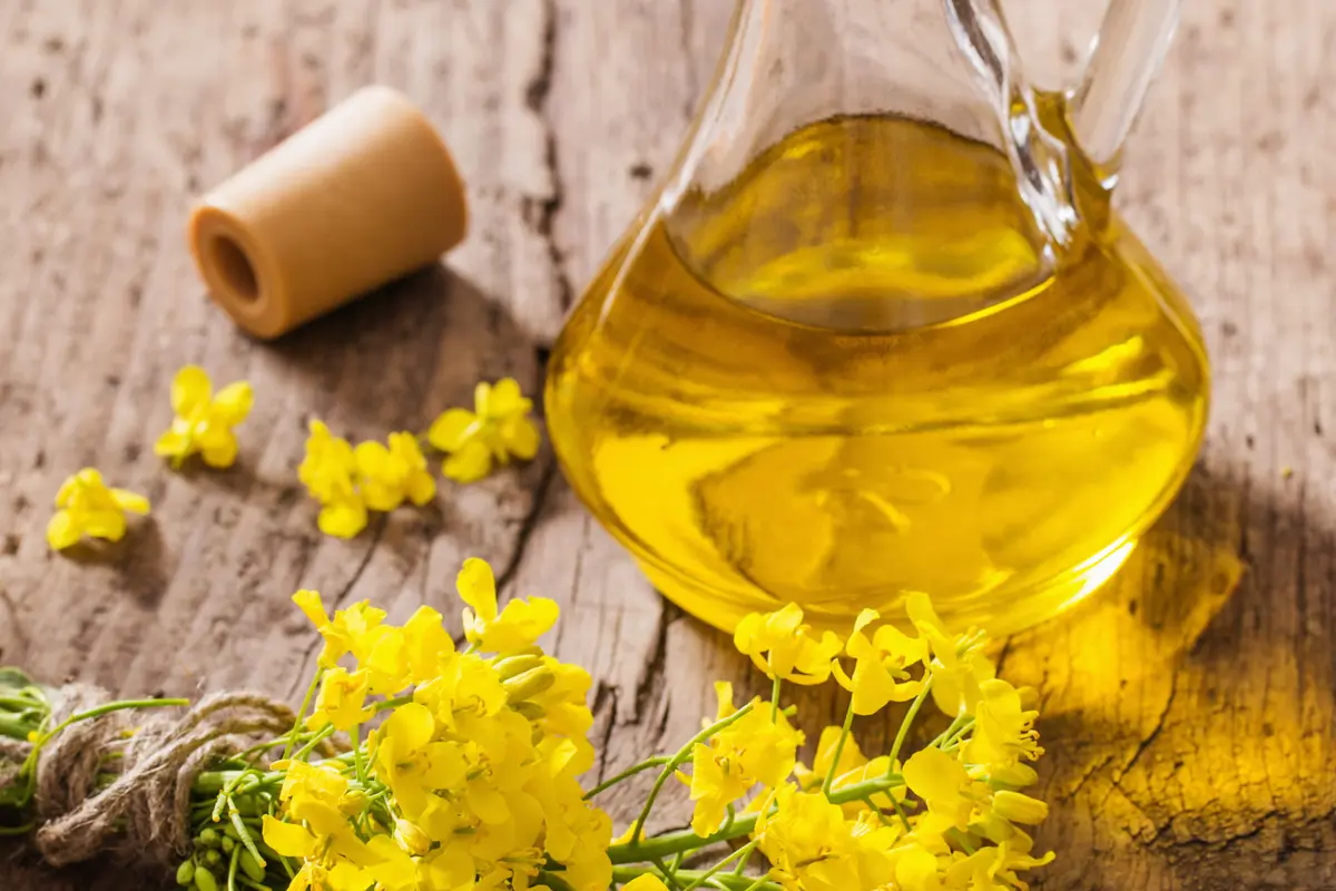 minyak canola