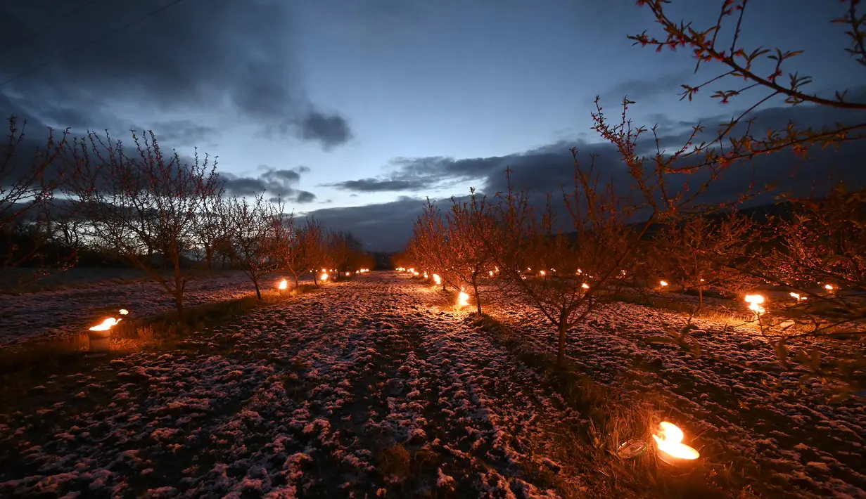 Lilin antiembun beku menyala untuk melindungi pohon dari embun beku di sebuah kebun karena suhu diperkirakan akan turun di bawah nol derajat celcius dalam beberapa hari ke depan di Westhoffen, Prancis, 6 April 2021. (Frederick FLORIN/AFP)