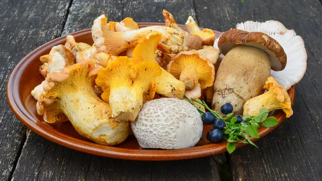 Jenis Jamur yang Bisa Dimakan