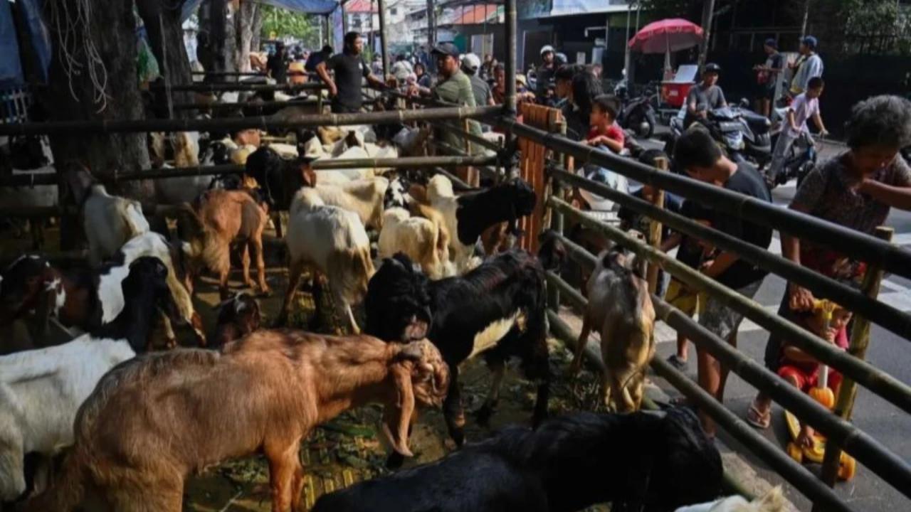 Pemprov Sumsel Tak Rekomendasikan Warga Beli Hewan Kurban di Pinggir Jalan, Ini Alasannya