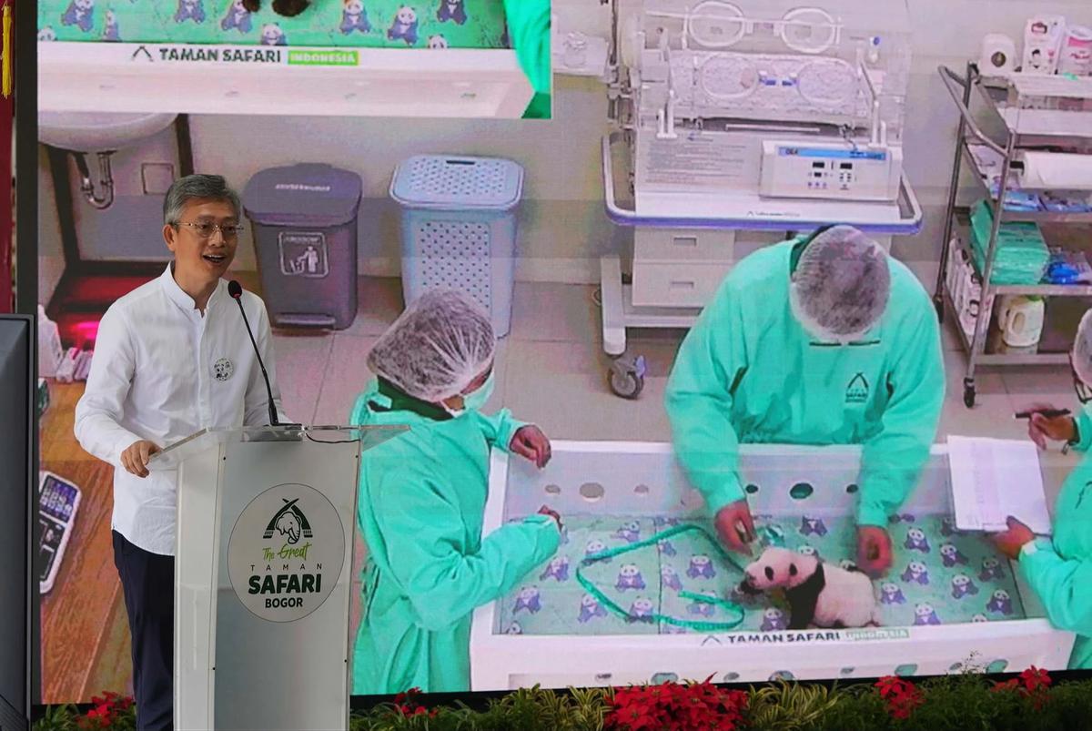 FOTO: Indonesia Catat Sejarah Kelahiran Anak Giant Panda
