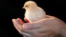 Seorang staf memegang bibit anak ayam di Manhattan, New York, AS (8/6). Bill Gates mengumumkan bahwa dirinya akan menyumbang 100.000 anak ayam untuk mengurangi tingkat kemisikinan ekstrem di sejumlah negara berkembang. (REUTERS/Mike Segar)