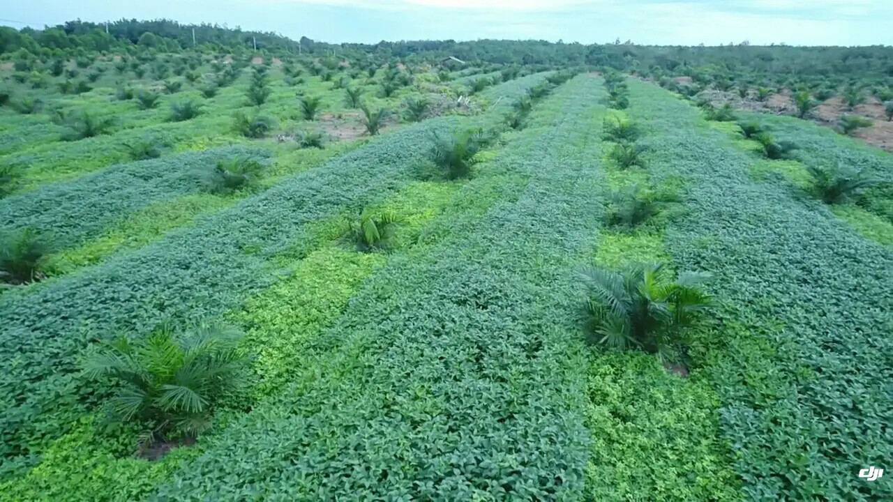 Manfaatkan Tumpangsari Sawit dan Kedelai, Kabupaten Pali Swasembada Benih Kedelai