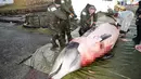 Peneliti dari Universitas of Bergen melakukan pembedahan kepada seekor paus di perairan Sotra, Norwegia, Selasa (31/1). Pembedahan dilakukan untuk mengetahui isi perut dari ikan paus tersebut. (AP Photo)